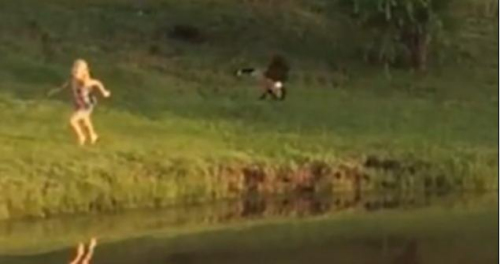 圖二：小女孩遭鵝襲擊向父親求救，但他不但沒(méi)有伸出援手，反而狂笑不止。