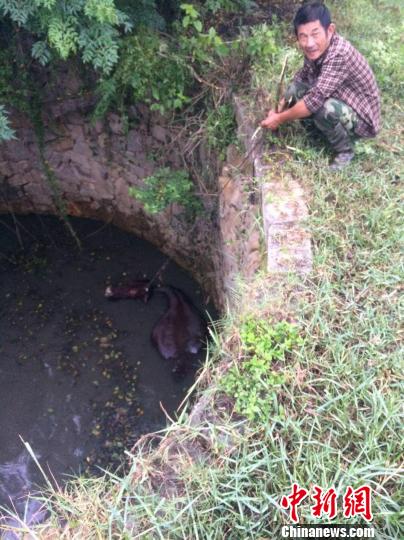 圖為大水牛掉進(jìn)13米深坑，民警消防灌水施救。