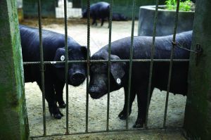 觀測點(diǎn)飼養(yǎng)區(qū)設(shè)有豬圈，可觀察豬是否有異常反應(yīng)