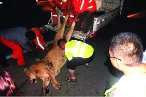 這頭母獅體態(tài)彪悍，重達400斤左右 網(wǎng)絡圖片　