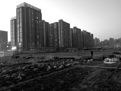 荒地上除堆放一些雜物外，還被附近居民種上了一片大白菜。