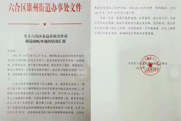 交匯點10月10日消息， 10日晚上，一則消息在南京人的朋友圈和微信群里瘋傳，網(wǎng)傳消息稱：六合雄州街道山北村一個農(nóng)莊私自養(yǎng)眼鏡蛇，幾天前突然跑出來了，估計二三百條。交匯點記者向六合區(qū)委宣傳部相關(guān)人士求證，證實了此事確實發(fā)生。