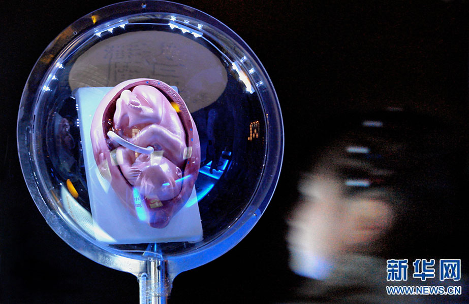 一名小學(xué)生在鄭州科技館內(nèi)參觀介紹遺傳、生育等知識的“奇幻生命之旅”展覽（2007年2月18日攝）。