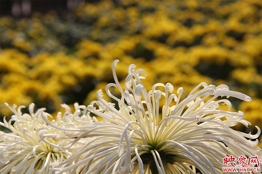 菊花飄香。