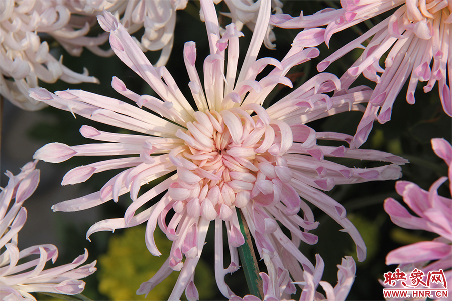 菊花綻放美麗。