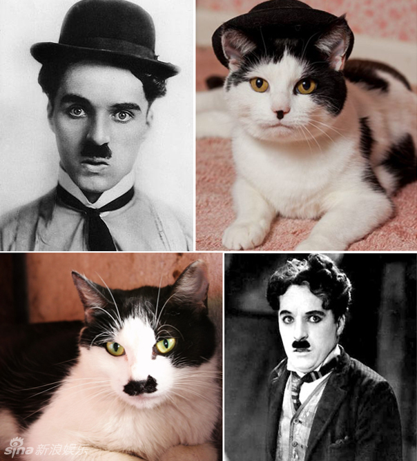 不小心就撞臉了！盤點動物界的明星相