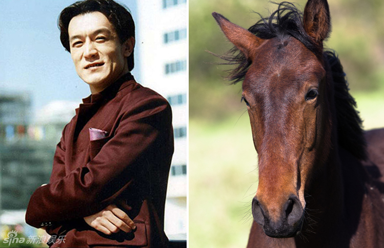 不小心就撞臉了！盤點動物界的明星相