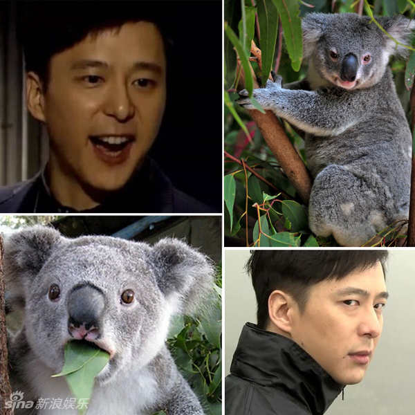 不小心就撞臉了！盤點動物界的明星相