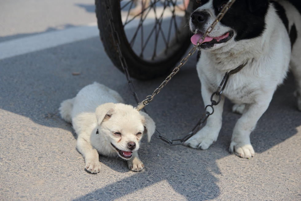 山東花甲老人為尋妻 拉“房車(chē)”四海為家
