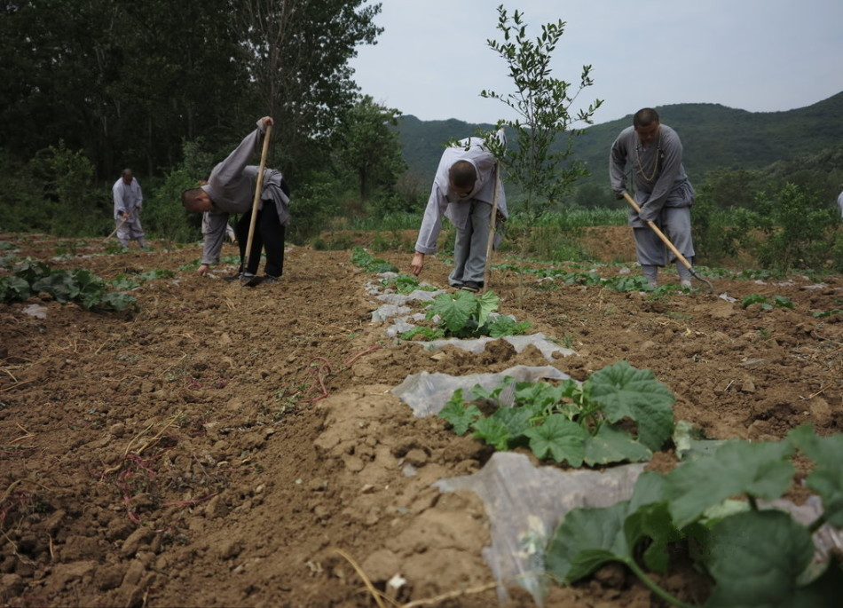 少林寺耕種的120多畝小麥?zhǔn)炝?，武僧們走進田間，收獲黃燦燦的果實。