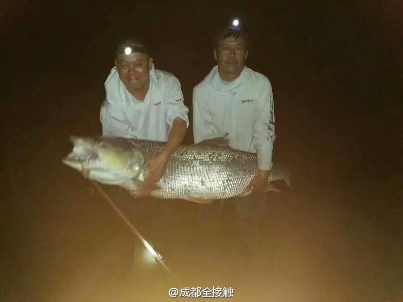 　圖為大魚需要兩個人抱起。