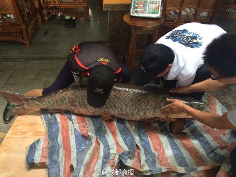 圖為父子倆翻動大魚。