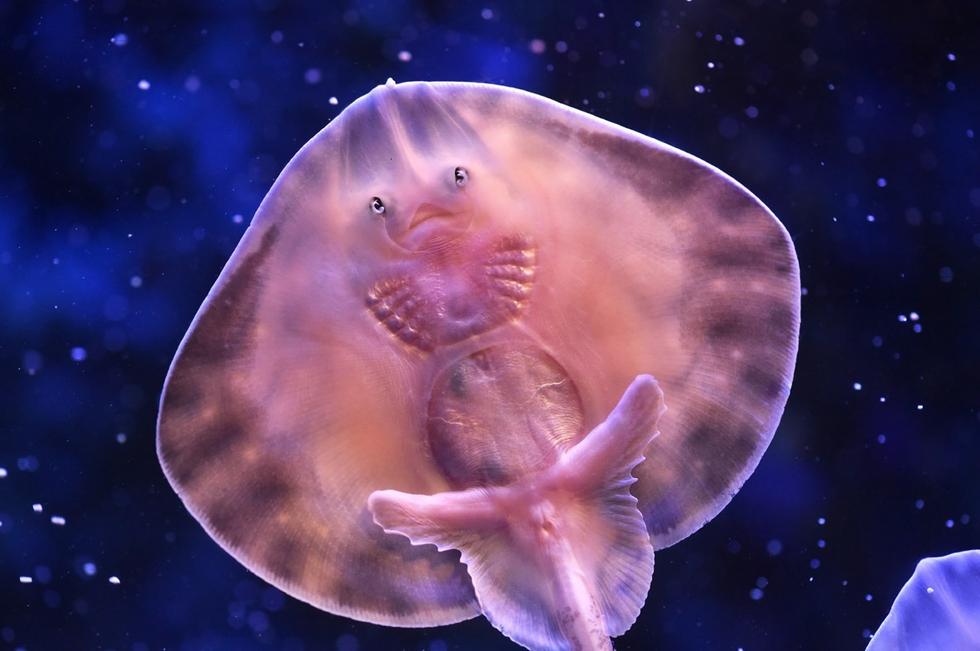 它頭上長(zhǎng)得像眼睛的東西其實(shí)是它腹部的腮。