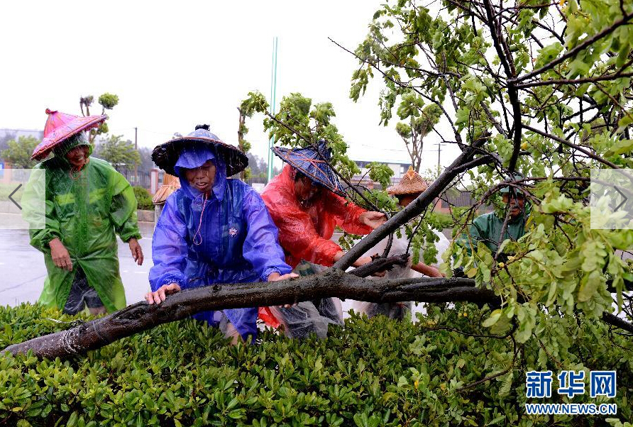  8月8日，工人在福建省石獅市公路邊清理被大風(fēng)吹倒的樹木。