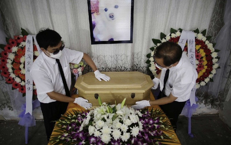 工作人員將寵物狗的靈柩放在靈堂上。