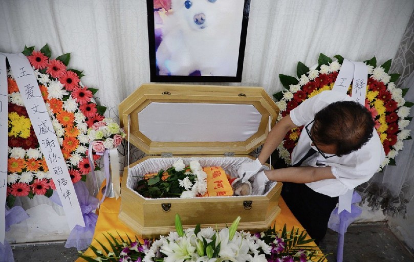 一名工作人員給狗狗整理儀容。