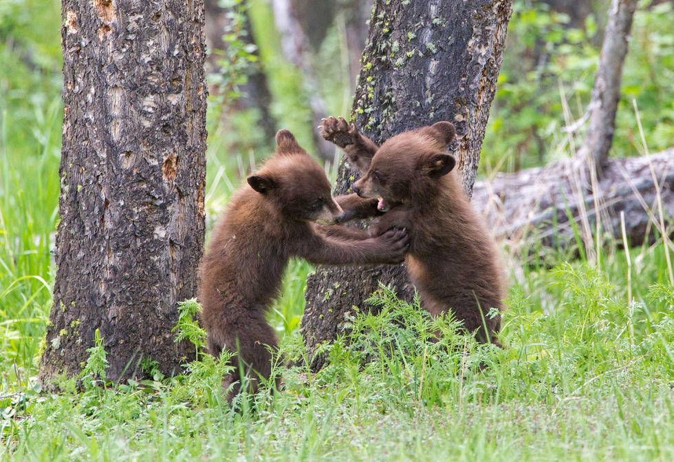 兩只萌噠噠的小熊在一顆大樹(shù)下玩躲貓貓，一會(huì)突然跳出來(lái)嚇唬對(duì)方，一會(huì)對(duì)著彼此做鬼臉，逗趣模樣讓人忍不住捧腹大笑。