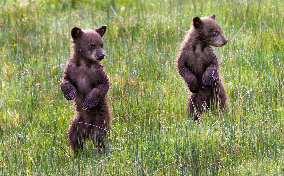 當(dāng)看到這些可愛(ài)的小熊照片時(shí)，你的心一定被它們的模樣給萌化了吧！