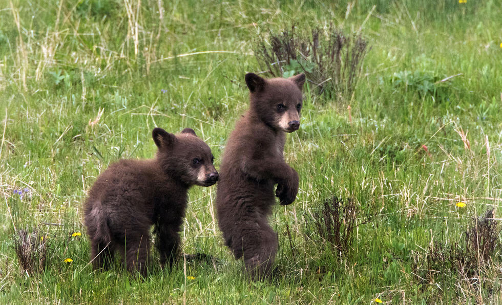 兩只萌噠噠的小熊在一顆大樹(shù)下玩躲貓貓，一會(huì)突然跳出來(lái)嚇唬對(duì)方，一會(huì)對(duì)著彼此做鬼臉，逗趣模樣讓人忍不住捧腹大笑。