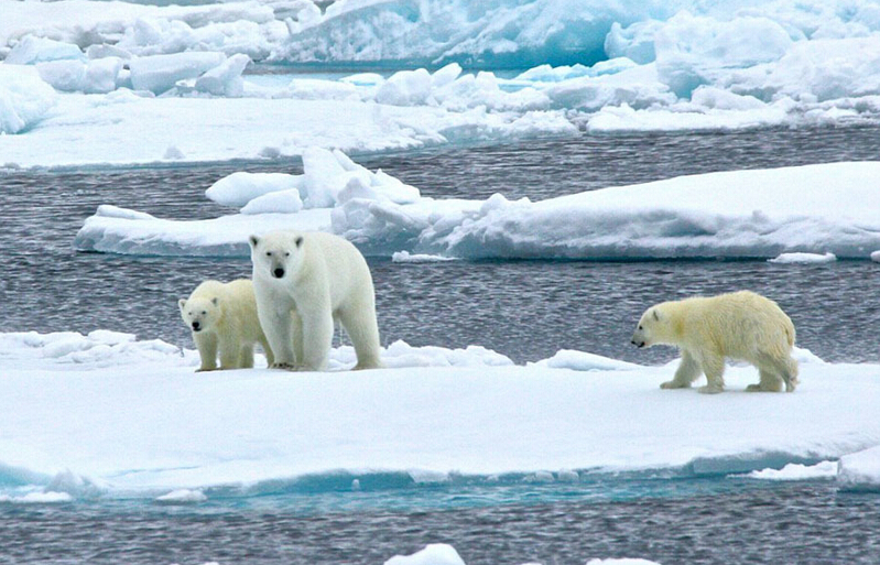 北極熊寶寶突然向后滑倒，摔了個(gè)四腳朝天