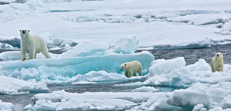 北極熊寶寶起來后看見有攝像機(jī)，便好奇地盯住娜塔西亞手中的機(jī)器。