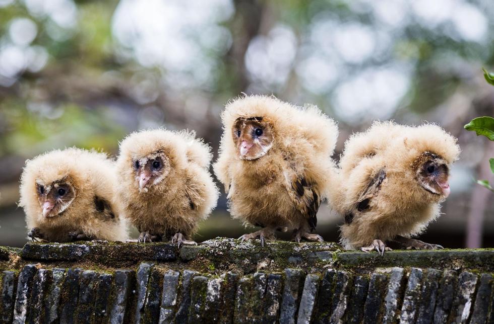 日前，九江市都昌縣蔡嶺鎮(zhèn)的曹女士上山采茶籽時(shí)，撿到5只可愛(ài)的雛鳥(niǎo)。經(jīng)野保工作人員鑒定，這5只雛鳥(niǎo)為國(guó)家二級(jí)野生保護(hù)動(dòng)物猴面鷹，目前已被送往鳥(niǎo)類(lèi)保護(hù)組織進(jìn)行救護(hù)。