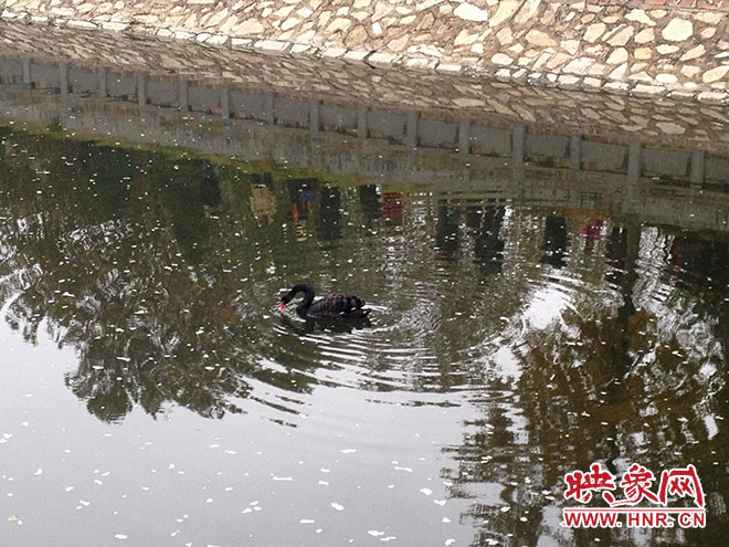 受傷的黑天鵝迫降鄭州金水河。