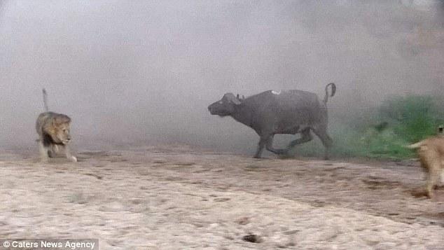 然后在獅群還在打架時悄悄地溜走了，留下一個瀟灑的背影。