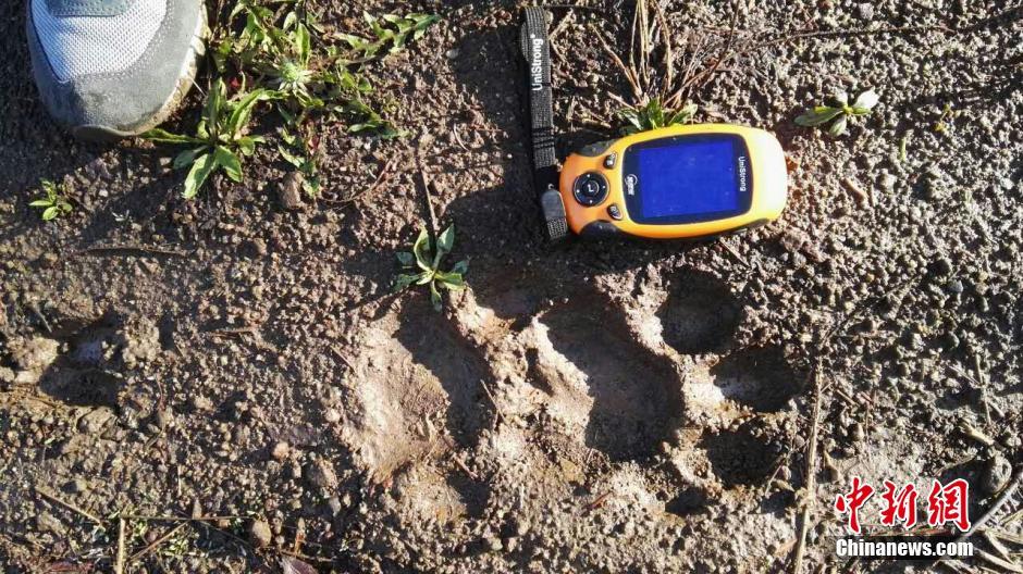 黑龍江老爺嶺保護(hù)區(qū)多次拍到野生東北虎、豹影像