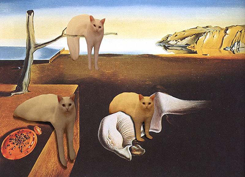 喵星人奇葩坐姿遭惡搞 網(wǎng)友腦洞大開(kāi) 喵星人奇葩坐姿遭惡搞 網(wǎng)友腦洞大開(kāi)