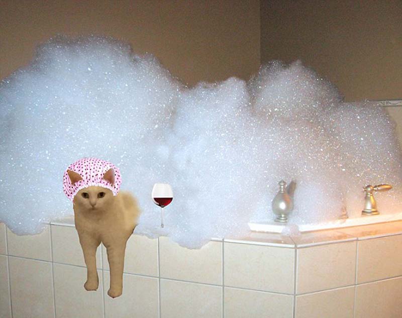 喵星人奇葩坐姿遭惡搞 網(wǎng)友腦洞大開(kāi) 喵星人奇葩坐姿遭惡搞 網(wǎng)友腦洞大開(kāi)