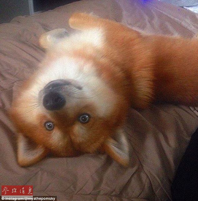 狐貍還是狗？藍(lán)眼睛萌寵走紅網(wǎng)絡(luò)