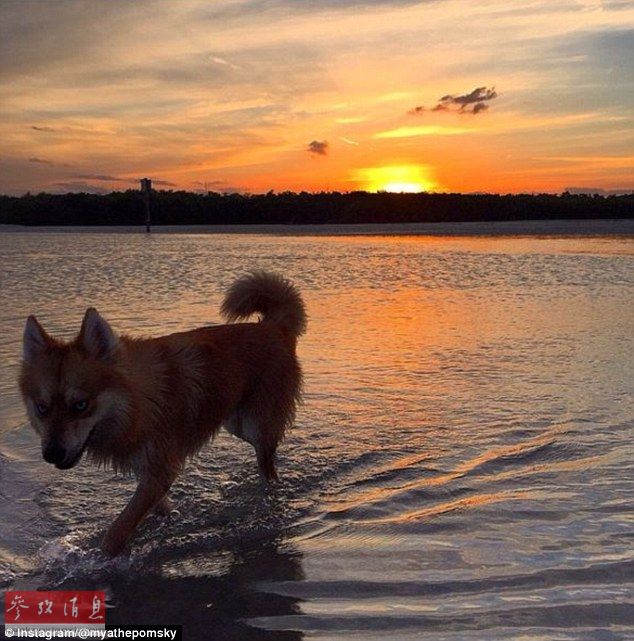 狐貍還是狗？藍(lán)眼睛萌寵走紅網(wǎng)絡(luò)