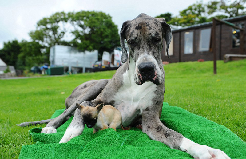世界最高狗邂逅英國(guó)最小狗 相處融洽