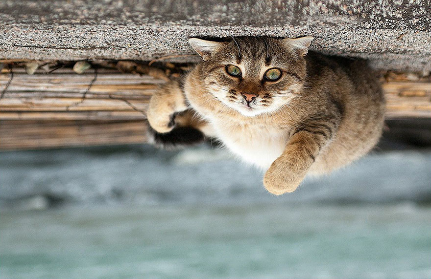 它們都是表情帝！一組不可思議的動物肖像