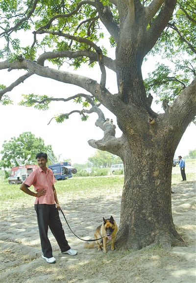 兩名少女在這棵樹上被吊死。