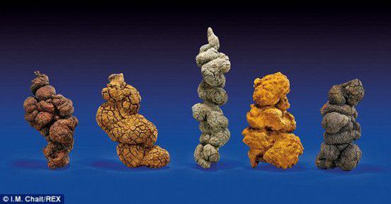 古時(shí)海龜五份糞便樣本也將拍賣。