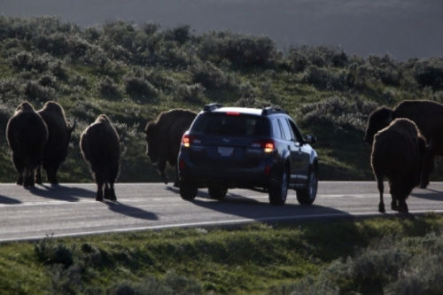 警方已經(jīng)派出大量工作人員、警犬和飛行器在當(dāng)?shù)卣归_(kāi)搜尋
