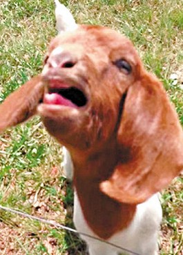 這只會(huì)說(shuō)話(huà)的小山羊不斷發(fā)出類(lèi)似“What”的聲音。