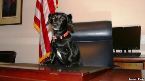 美國一婦女在國會山被寵物狗咬傷索賠20萬美元 美國一婦女在國會山被寵物狗咬傷索賠20萬美元