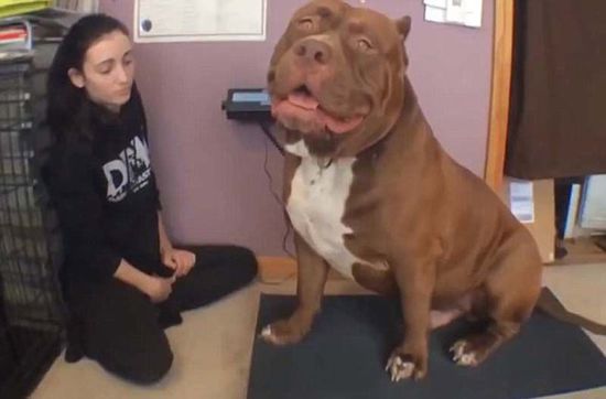 “浩克”體重約79公斤，或為世界最胖頭牛犬