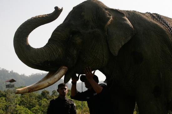 圖為大象巡邏隊(duì)里的大象。來源：法新社。