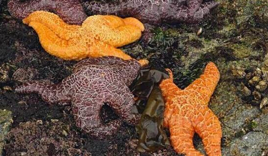近2年來(lái)，估計(jì)有百萬(wàn)只海星自殺（臺(tái)灣中時(shí)電子報(bào)）