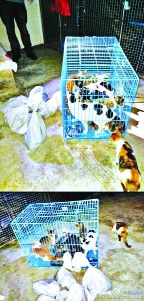 志愿者將放生的貓抓捕回來，這些貓等待領(lǐng)養(yǎng)