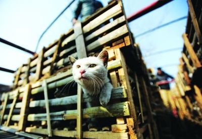 貨車上被販運的貓。 記者陳亮 攝