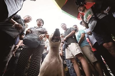 一只狗被動保人士與狗販子圍在中間，等待兩方的討價還價后決定去向