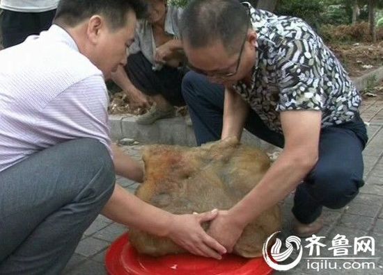 山東棗莊現(xiàn)四十一斤 山東棗莊現(xiàn)四十一斤