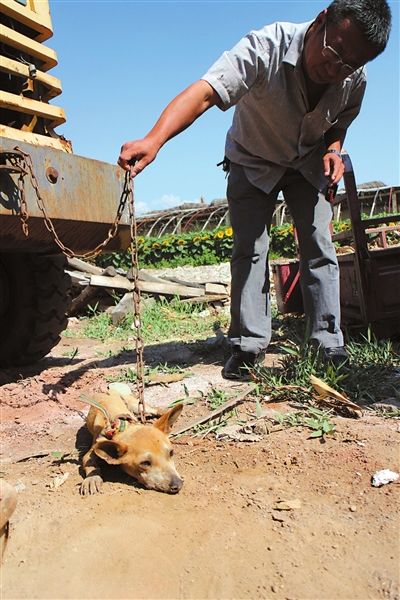 西夏區(qū)農(nóng)牧局工作人員在仔細(xì)觀察該動(dòng)物。