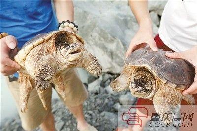 楊先生買來的鱷龜有很強的攻擊性。見習(xí)記者 雷鍵 攝