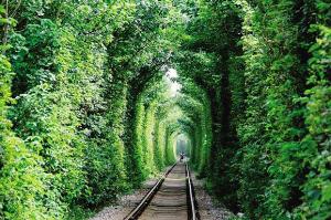 南京“愛(ài)情隧道”兩邊樹年底砍光 網(wǎng)友大呼可惜